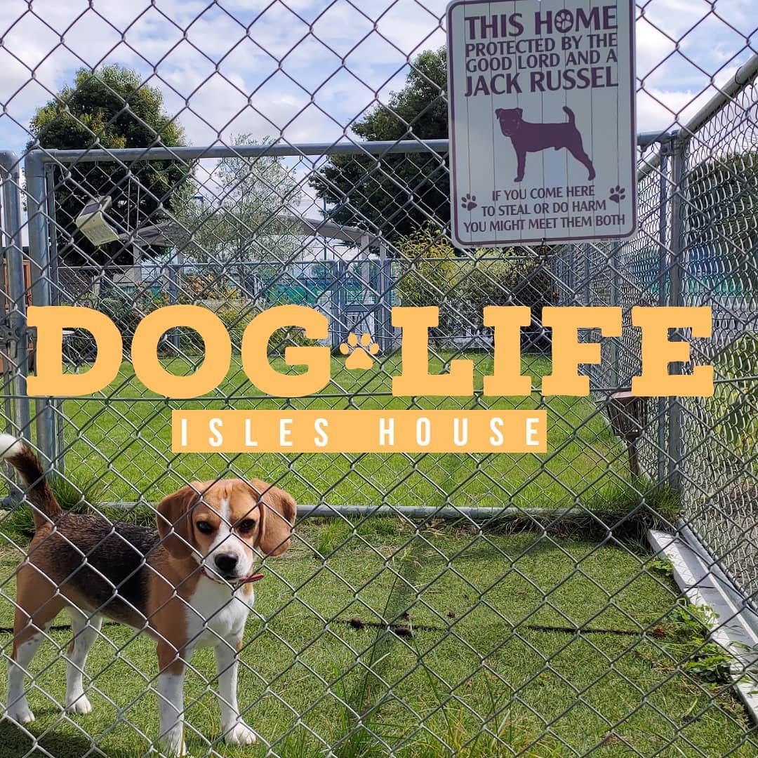 大切な家族のために作りたい家。アイルズハウスはお手伝いします。#アイルズハウス施工例 #dog#犬との暮らし #ビーグル