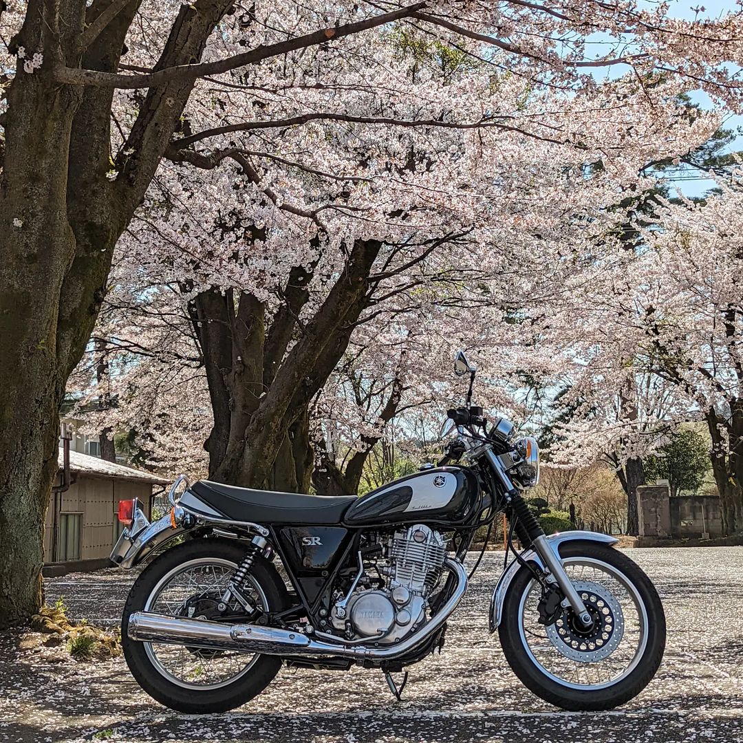 今日は暑い一日になりました。
桜を追ってSRでショートツーリング。
#sr400
#yamaha
#sr400finaledition
#yamahasr400